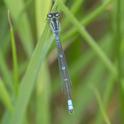 Coenagrion lunulatum male-4.jpg